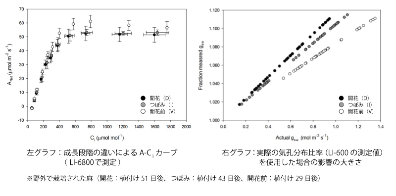 左グラフ：成長段階の違いによるA-C i カーブ（ LI-6800で測定）・右グラフ：実際の気孔分布比率（LI-600 の測定値）を使用した場合の影響の大きさ※野外で栽培された麻（開花：植付け51 日後、つぼみ：植付け43 日後、開花前：植付け29 日後）