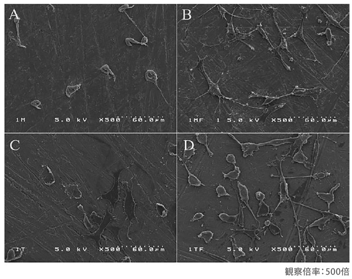 インプラント体チタン表面のSEM観察 熱ダメージに弱い試料も損傷はありません
