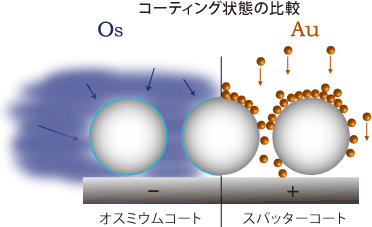 オスミウムによるアモルファス（非晶質）コーティングとスパッタコートの比較